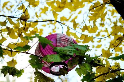 Low angle view of pink tree against sky