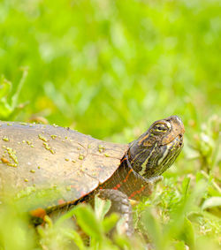 Close-up of lizard on leaf