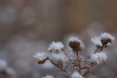 Close-up of cherry blossom during winter