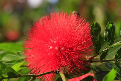 Close-up of red flower blooming outdoors