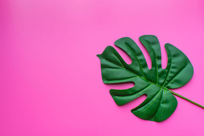 High angle view of leaf against pink background