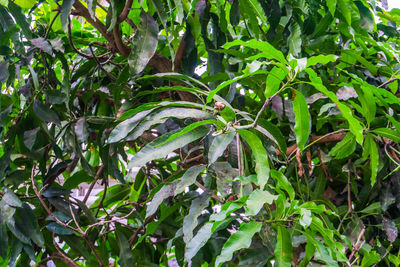 Full frame shot of plants on land