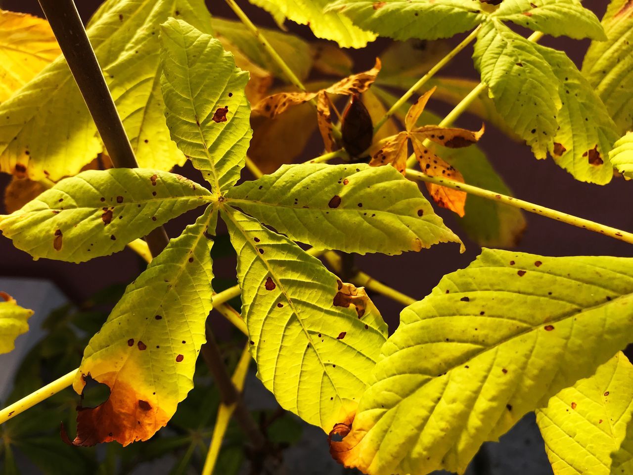 growth, leaf, green color, plant, nature, no people, close-up, outdoors, beauty in nature, day, freshness