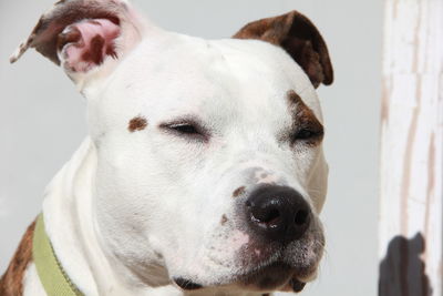Close-up portrait of dog