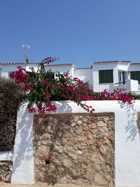 Low angle view of flowering plant against building