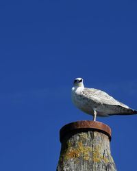 Low angle view of seagull perching on wooden post against clear blue sky