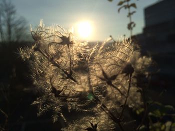 sun