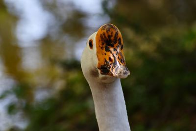 Close-up of a bird