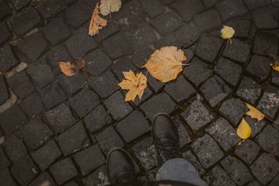 High angle view of maple leaves on street