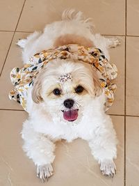 Portrait of white dog on floor at home