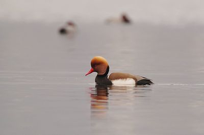 Close-up of swan swimming on lake