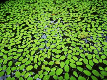 Full frame shot of leaves floating on water