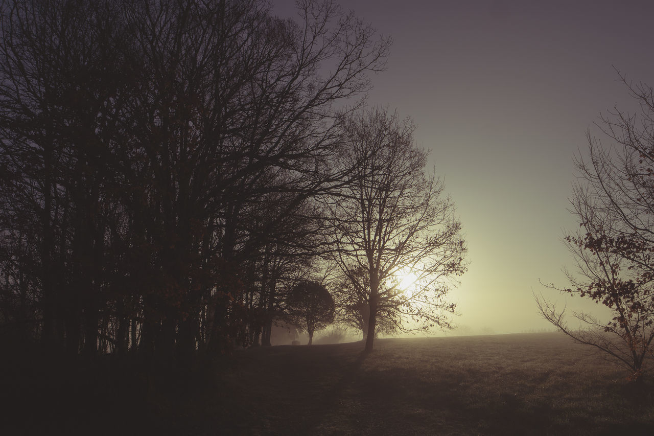 SILHOUETTE TREES ON FIELD AGAINST SKY DURING SUNSET