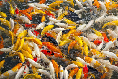 Full frame shot of koi carps swimming in sea