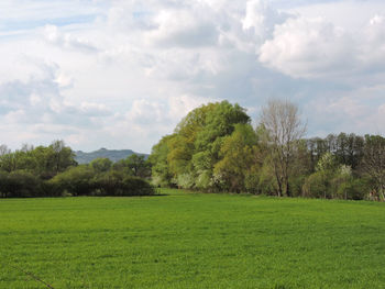 Trees on field against sky