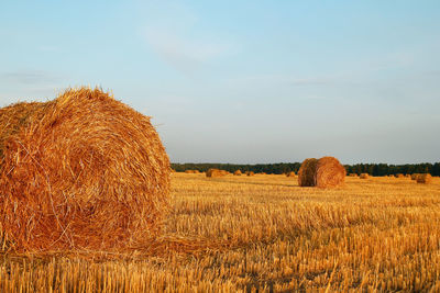 Field with dry yellow grass and haystacks on a sunset. autumn landscape.