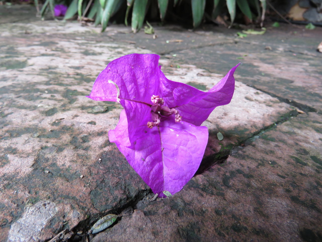 animal themes, one animal, insect, animals in the wild, wildlife, flower, purple, close-up, fragility, petal, nature, beauty in nature, focus on foreground, high angle view, pink color, outdoors, full length, day, pollination, no people