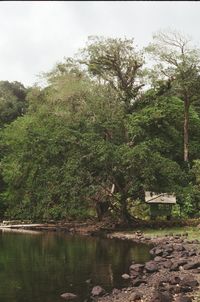 Trees by lake in forest against sky