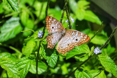 Photograph of a beautiful butterfly resting on a plant in the garden.