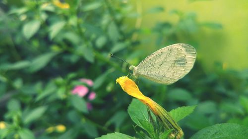 Close-up of butterfly pollinating on flower