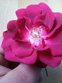 Close-up of pink flower