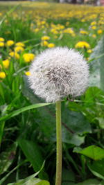 Close-up of flower blooming outdoors