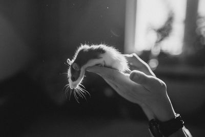 Close-up of hand holding a pet of rat