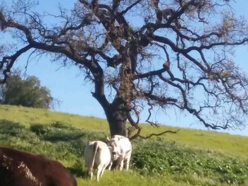 View of a horse on field