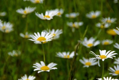 Close-up of white daisy flowers