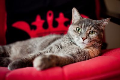 Close-up of cat lying on sofa