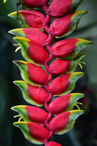 Close-up of red flowering plant