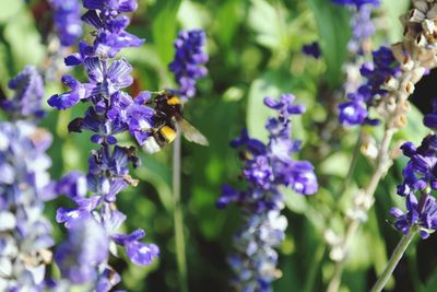 Close-up of purple flowers