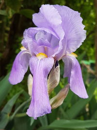 Close-up of purple flowers blooming outdoors