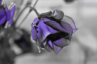 Close-up of purple flower