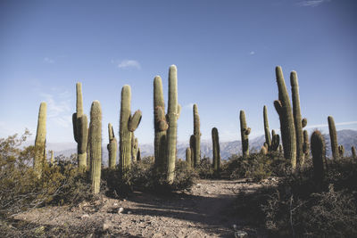 Scenic view of cactus against sky