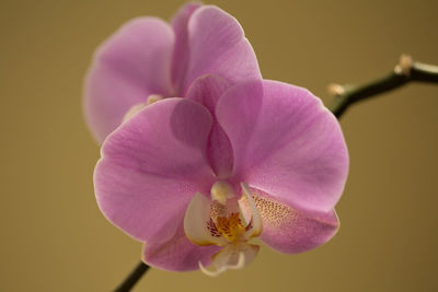 Close-up of pink flower blooming against yellow background