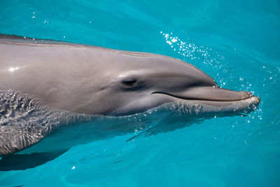 View of a swimming in sea