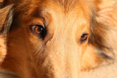 Close-up portrait of a dog