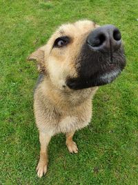 Close-up portrait of dog on field