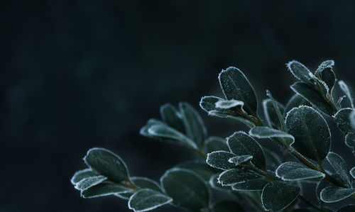 Close-up of flowering plant against black background