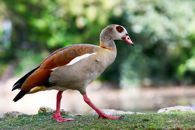 Close-up of duck walking