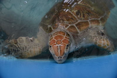 Close-up of turtle swimming in sea