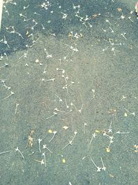 High angle view of dry leaves falling on land