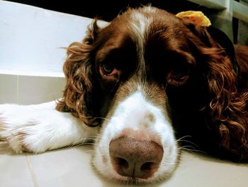 Close-up portrait of dog lying down