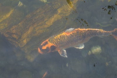 High angle view of koi fish in sea