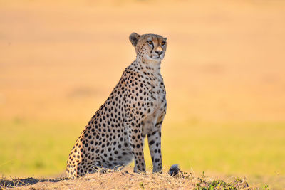 Portrait of a cat on field