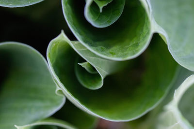 Full frame shot of succulent plant