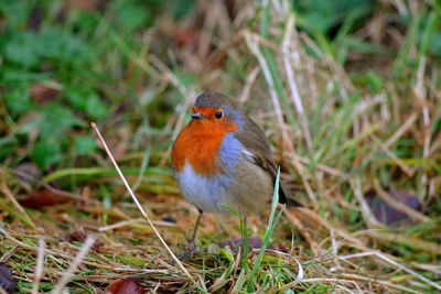 Close-up of bird perching on field