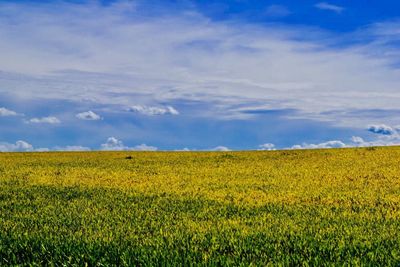 Scenic view of oilseed rape field against sky