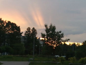 Silhouette of trees at sunset